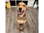 Adopt Daario a Mixed Breed, Labrador Retriever