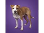 Adopt Quest a Mixed Breed