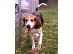 Adopt Milo a Treeing Walker Coonhound