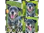 Adopt COW a Catahoula Leopard Dog