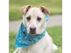 Adopt Allwood a Labrador Retriever, Hound