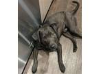 Adopt BOB BARKLEY a Labrador Retriever