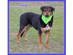 Adopt George a Australian Kelpie, Shepherd