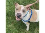 Adopt Rico FKA King Arthur a Pit Bull Terrier