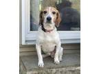 Adopt Ralphie a Beagle