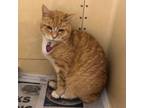 Adopt Colby Cheese a Tabby