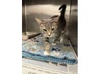 Adopt FC 95 Willow a Domestic Short Hair