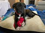 Adopt GEORGIE a Pit Bull Terrier