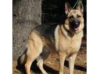 Adopt Teddy a German Shepherd Dog