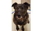 Adopt Knox a Dutch Shepherd