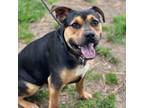 Adopt Barnaby a Mixed Breed