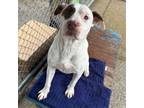 Adopt Huckleberry a Mixed Breed