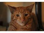 Adopt Gerber a Domestic Short Hair