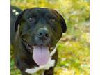 Adopt Kimbo a Pit Bull Terrier