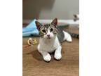 Adopt Cupid a Domestic Short Hair