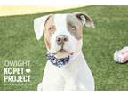 Adopt Dwight a Pit Bull Terrier, Mixed Breed