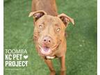 Adopt Toomba a Pit Bull Terrier, Mixed Breed