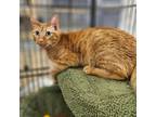 Adopt Art - Chino Hills Location a Domestic Short Hair