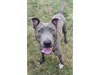 Adopt Miggy the Man! a Pit Bull Terrier