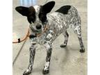 Adopt Freckles a Australian Cattle Dog / Blue Heeler