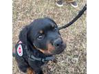 Rottweiler Puppy for sale in Forest City, NC, USA