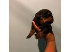 Rottweiler Puppy for sale in Detroit, MI, USA