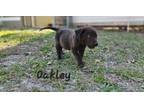 Adopt Oakley a Patterdale Terrier / Fell Terrier, Black Labrador Retriever