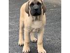 Great Dane Puppy for sale in Atglen, PA, USA