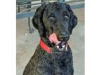 Adopt Riley a Standard Poodle