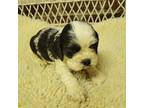 AKC Black white female