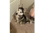 Adopt Nanook a Husky