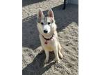 Adopt Chewy a Husky