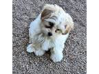 Shih-Poo Puppy for sale in Pahrump, NV, USA