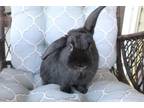 Adopt Bugsy a Lop Eared