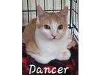 Adopt Dancer a Domestic Short Hair