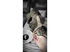 Adopt Turtle a Tabby