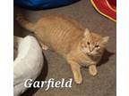 Adopt Garfield a Tabby