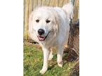 Adopt Haven a Great Pyrenees