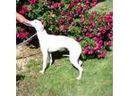 Whippet Puppy for sale in Owasso, OK, USA