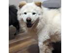 Adopt Archie a Chow Chow
