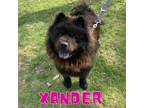 Adopt Xander a Chow Chow