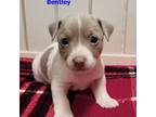 AKC Bentley (pearl)