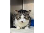 Adopt Walter a Domestic Short Hair, Tabby