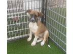 Adopt Simba a Boxer, Shepherd