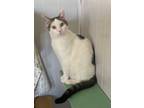 Adopt Chuck Berry a Domestic Short Hair