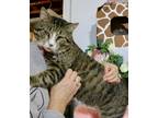 Adopt Big Ben a Domestic Short Hair