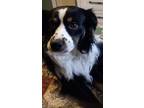 Adopt Raylan a Australian Shepherd