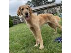 Adopt Barley Baxter a Golden Retriever