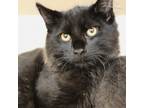 Adopt Edgar a Domestic Medium Hair