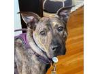 Adopt Clarence a Plott Hound